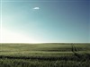 Wheat Field