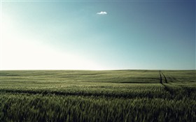 Wheat Field