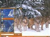 Forest Wolves by: TWeissMA