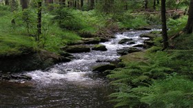 Creek in Forest