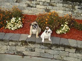 Bulldog puppies