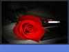 The Rose by: troyc35