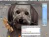 doggy