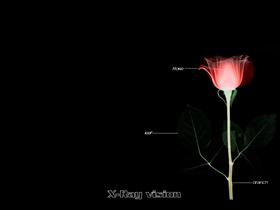 X-Ray Vision :: Rose