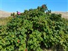 Haws at the beach