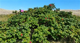 Haws at the beach