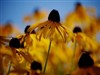 Dancing Daisys by: mkberry