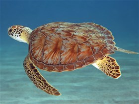 Green Sea Turtle