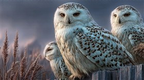 Owl Family