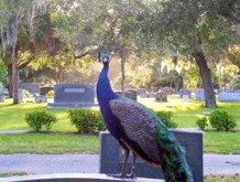 Peacock on headstone 2 (real)