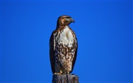 RedTailed Hawk