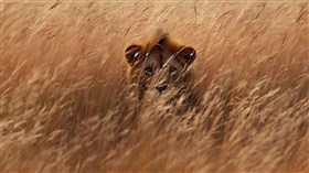 Lioness in the Tall Grass