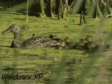 Mom & Babies
