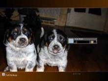Cute Puppies