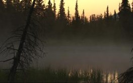 Mornin' Fog