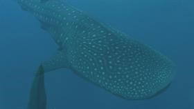 Whale Shark