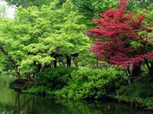 Japanese Gardens