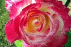 Rose Spectacular