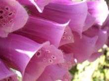 Foxgloves