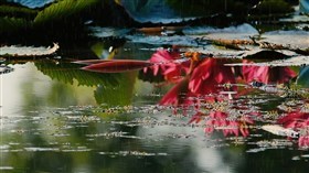 Jungle_Pond_Flowers