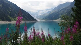 Mountain Lake Flowers