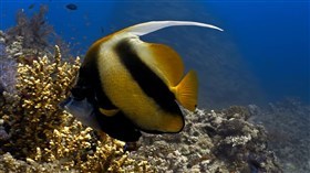 Bannerfish Coral Polyp