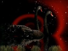 Black_Swans