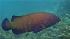 Blue-spotted grouper