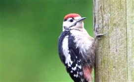 Great Spotted Woodpecker