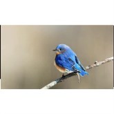 Eastern Blue Bird