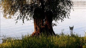 River Tree