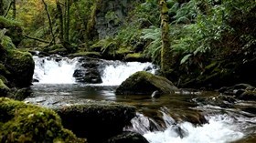 Jungle River Falls