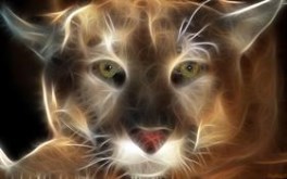 Cat Eyes