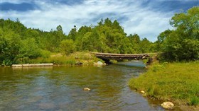 Solid Forestbridge