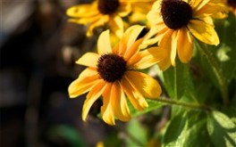 Florida Sunflower