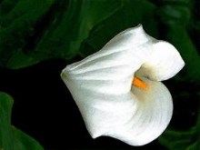 Calla Lily