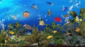 Tropical Underwater LV
