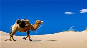 Camel in the Desert