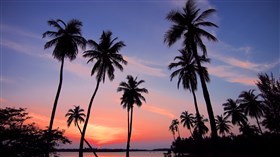 Silhouette of Palm Trees