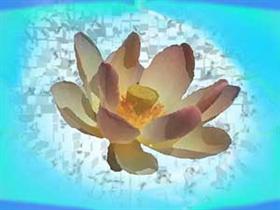 Lotus Blossom