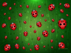 All is Full of Ladybugs