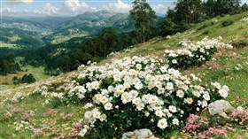 On the Hillside