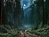 Deep Woods