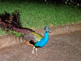 Peacock (very nice)