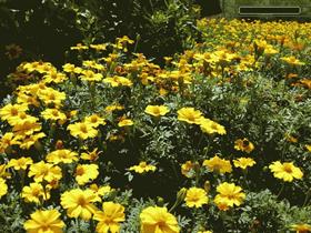 Flower Bed