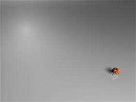 Ladybug