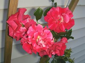 red roses