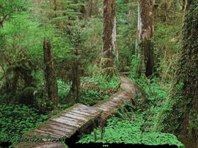 Enchanted Forest - Deeper Into The Woods