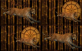 Bamboo Cheetah_varietypak
