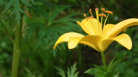 yellow